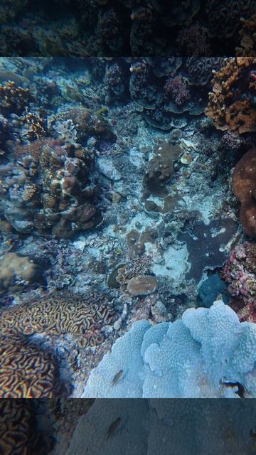 Снорклинг на Моалбоал остров Себу