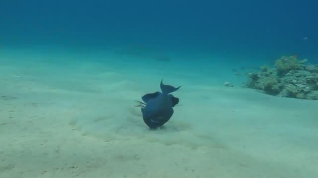 Египет декабрь 2025 #3 смотреть онлайн