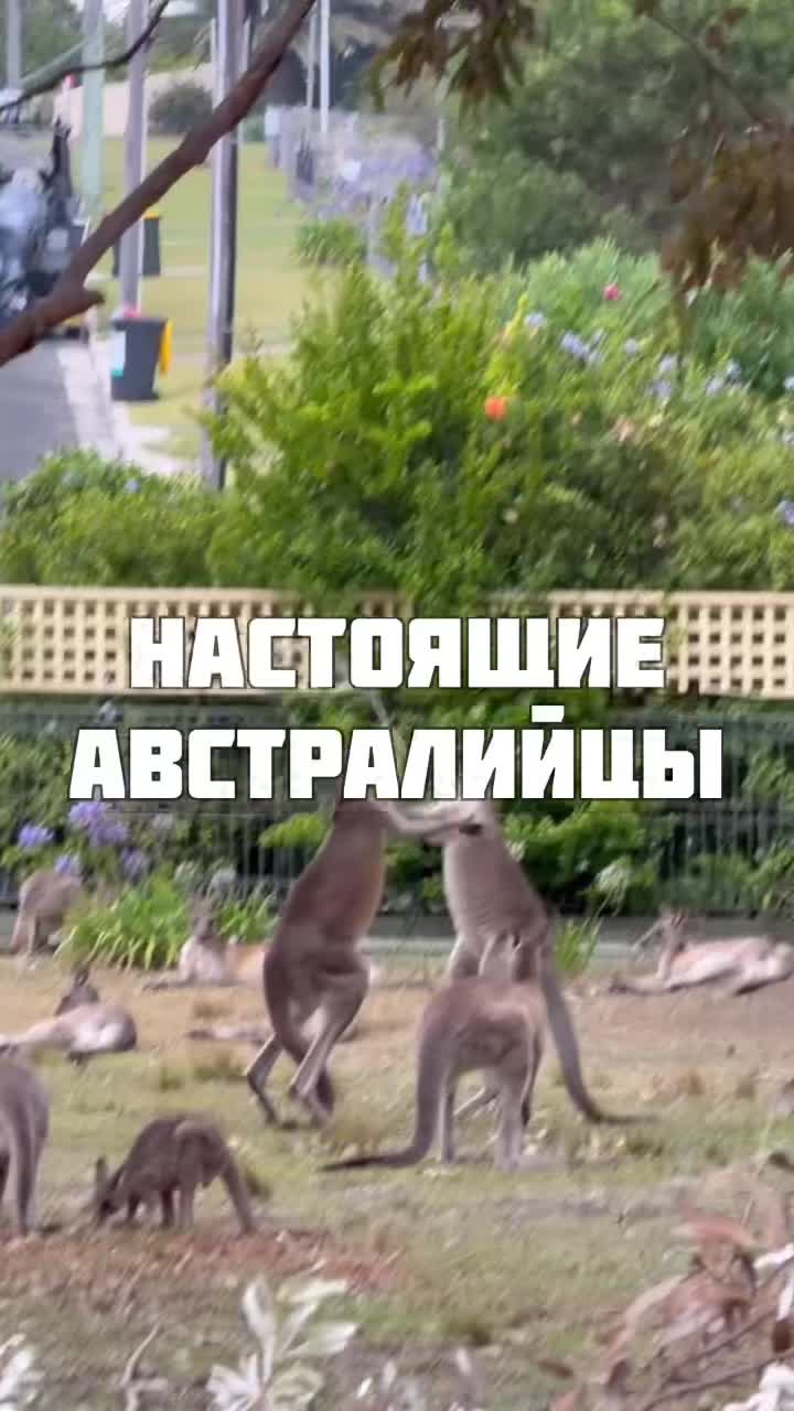 Криминальные разборки местных кланов! смотреть онлайн