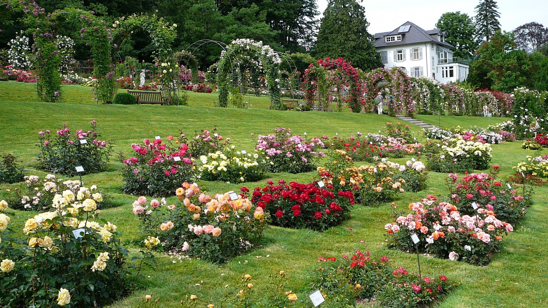 ЛИДЕРЫ ПРОДАЖ 5 СОРТОВ РОЗ ГРУППЫ ФЛОРИБУНДА смотреть онлайн