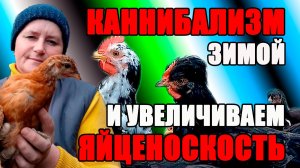 Как избавиться от КАННИБАЛИЗМА и увеличить ЯЙЦЕНОСКОСТЬ зимой.