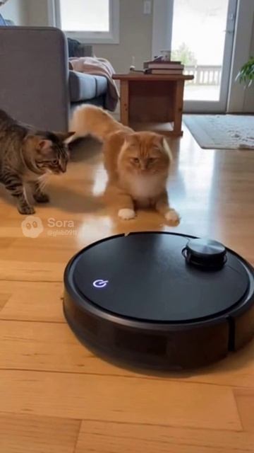 Коты&робот пылесос
