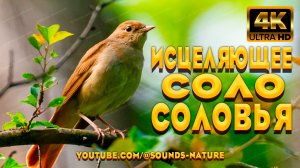 Исцеляющий Звук Природы | Трели Соловья, Которые Снимают Тревогу И Дарят Спокойствие Вашему Сердцу