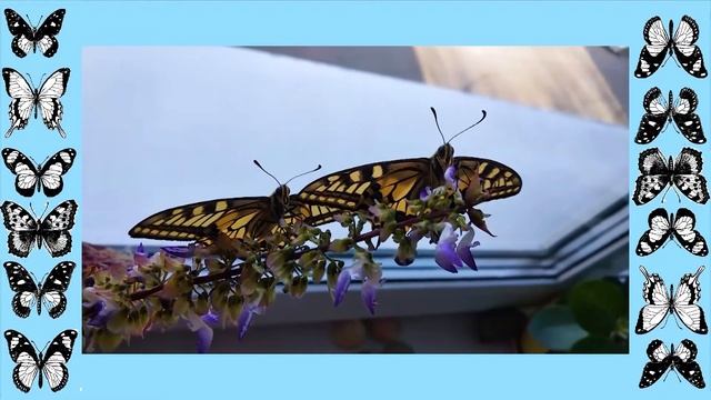 Бабочки Евгении Сенотрусовой. смотреть онлайн