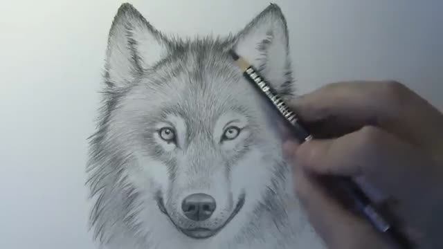 Как нарисовать Волка профессионально карандашом смотреть онлайн