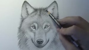 Как нарисовать Волка профессионально карандашом