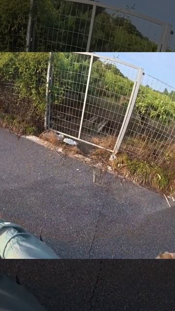 Боевая собака 🐕 смотреть онлайн