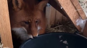 Лиса-Алиса. Лис Игнис любит хрустящие пакеты