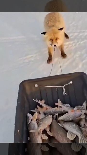 Лисичка пришла на рыбалку. Как вам её улов? смотреть онлайн