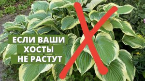 Что делать, если ваши хосты не растут