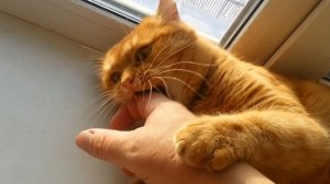 Зимние приключения кота Толстопуза