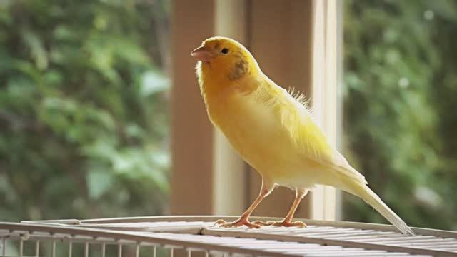 Звук природы. Пение канарейки в саду