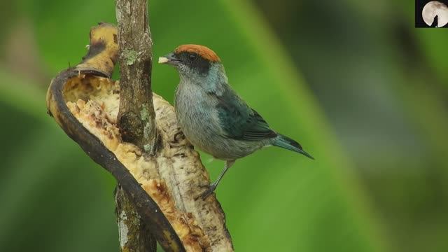 Нашид: The Way Of Love 🟢