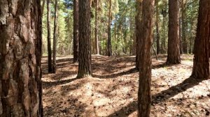 Прогулка по лесу