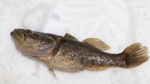 ОХОТНИК за РАТАНОМ. НОВЫЙ СЕЗОН 2026.