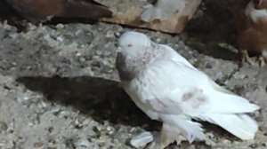 12.01.2026г Голуби Геннадия Дмитренко!!!