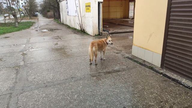 Один из дней города Евпатории | 2 февраля 2021 г | Крым | ХАН БАТОН XAH 6ATOH / VID_20210202_132949 смотреть онлайн