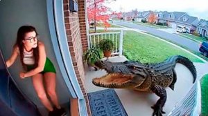 BRAIN TIME.  105 НЕВЕРОЯТНЫХ МОМЕНТОВ, СНЯТЫХ НА ЗАДНЕМ ДВОРЕ