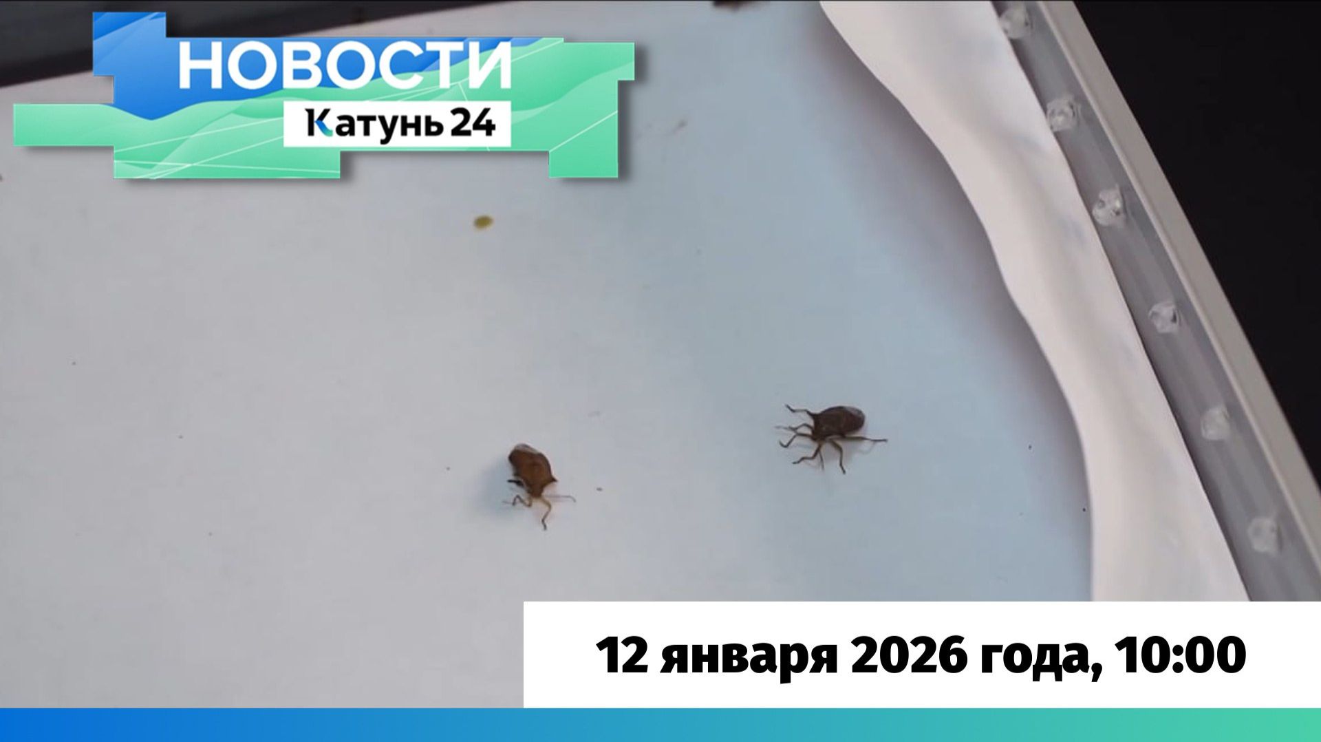 Новости Алтайского края 12 января 2026 года, выпуск в 10:00 смотреть онлайн