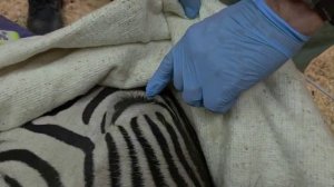 Аккуратные копытца для Вики