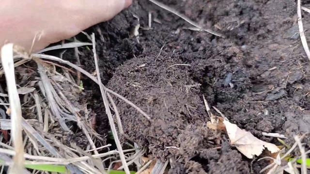 Созидательный хайкинг. День 1 Сажаю орехи в лесу смотреть онлайн