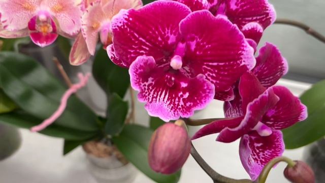 Орхидеи 🌺 Новые роспуски 😍🦋❤️ смотреть онлайн