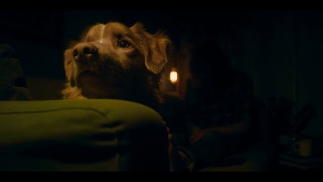 Глазами пса смотреть онлайн