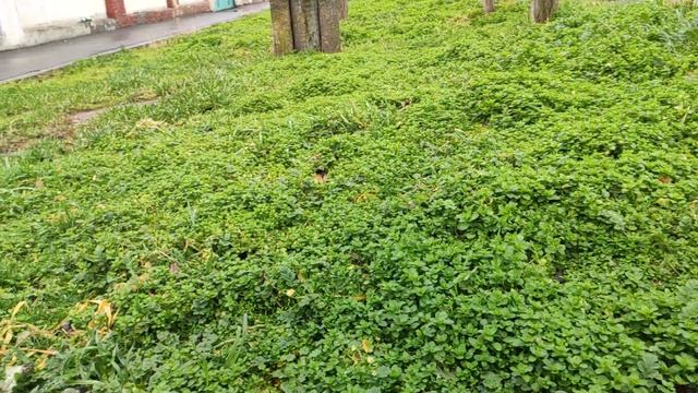 Один из дней города Евпатории | 2 февраля 2021 г | Крым | ХАН БАТОН XAH 6ATOH / VID_20210202_133337 смотреть онлайн