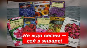 Какие цветы посеять в январе?
