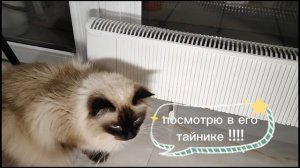 кто сказал мяу (сериал) 4 серия