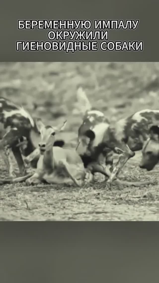 Гиеновидные собаки напали на беременную импалу