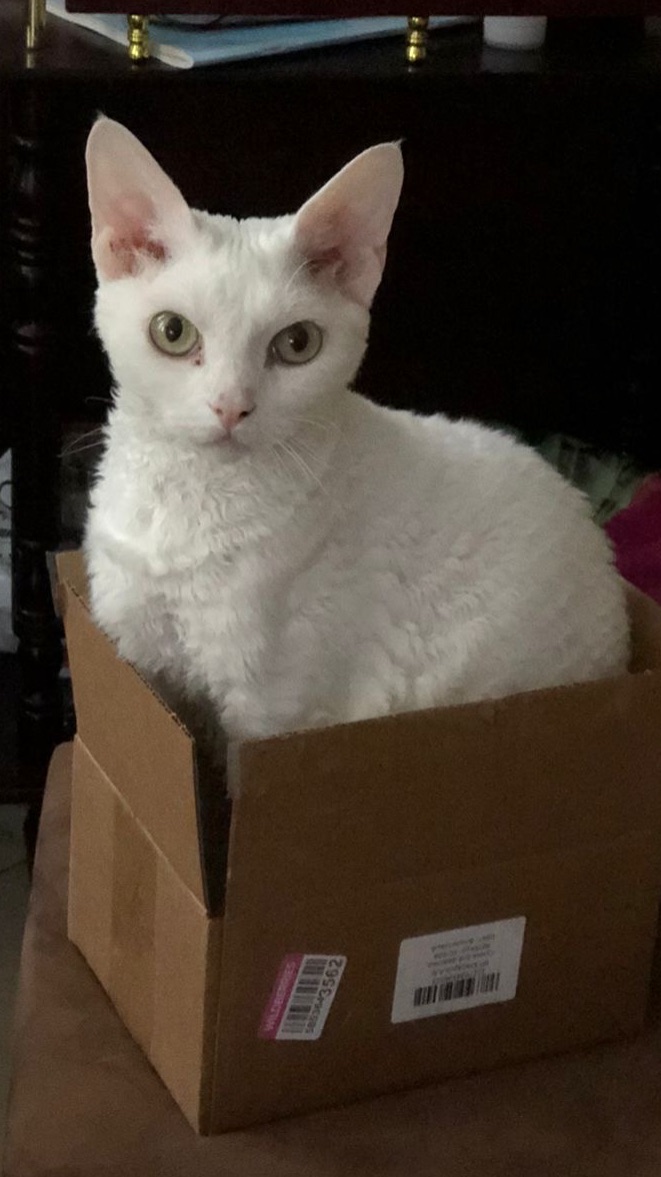 Кот Симба «помощник»