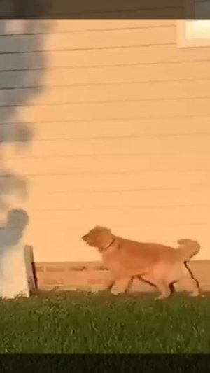 Животные приколы и не только😅