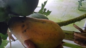 тропическая теплица середина зимы
собираем фрукты
https://t.me/tropicsad