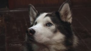 « Серебро севера « (2)  Деревня ездовых собак , «40-я миля «.