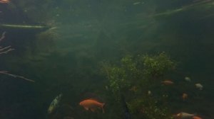 Карпы  кои в зимнем  пруду