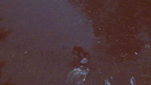 Кабан на реке Шишим | Ураловед смотреть онлайн