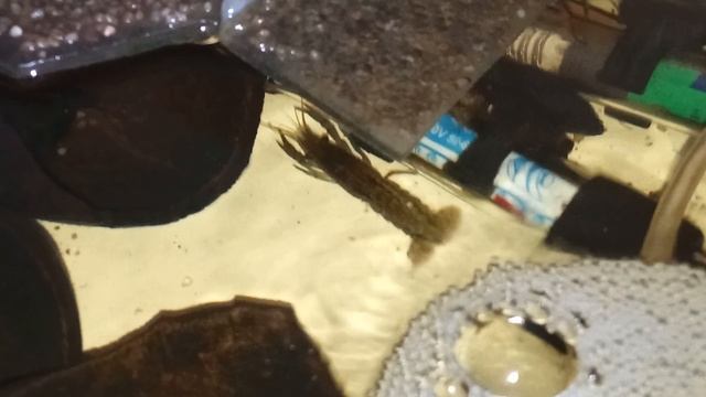 Мраморные раки, утро 12 января 2026. умная колонка Маруся рассказывает анекдоты. смотреть онлайн