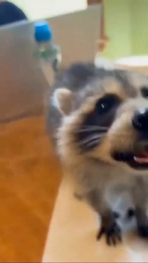 Видео от МЯУтаверс – как метавселенная, но с котами