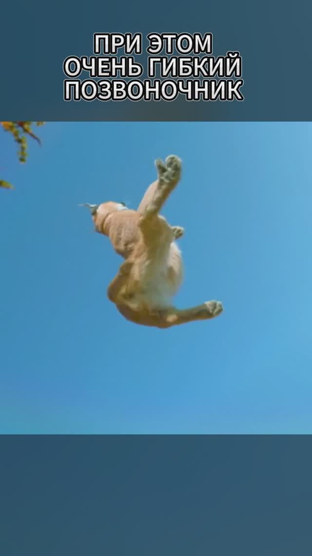 Каракал суперпрыгун из семейства кошачьих