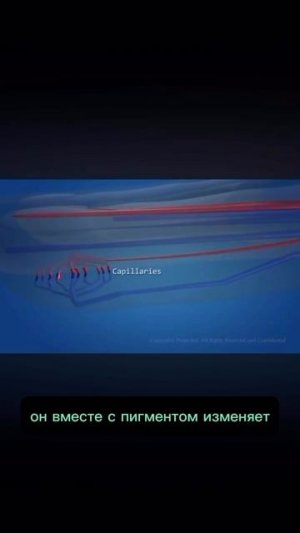 Гемоглобин главный элемент крови