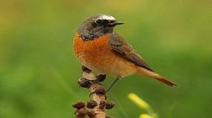 Звуки природы: очаровывающая песня Горихвостки в весеннем лесу