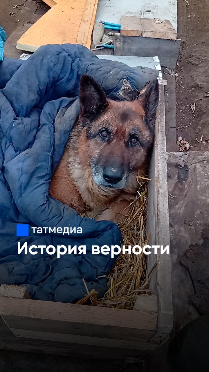 «Заболел он весной»: хозяин стареющего пса решил бороться за него до конца #Татмедиа #новости смотреть онлайн