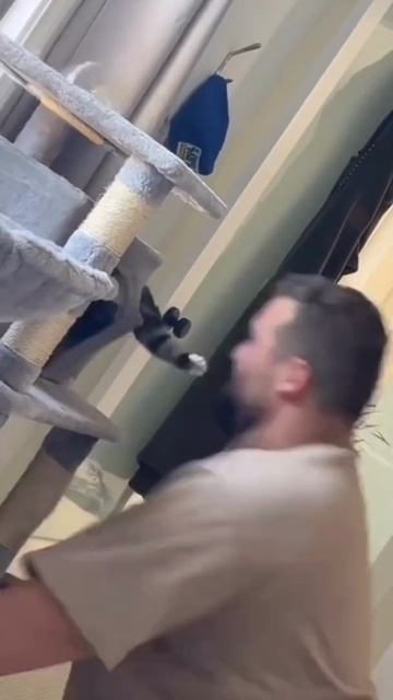 🐱 Кошачьи забавы: топ-5 приколов. смотреть онлайн