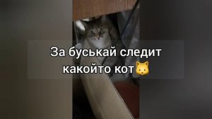 за моей кошкой следит кот!?=/
