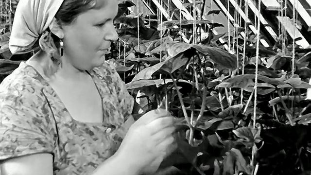 1968 год. Тюмень. Тепличное хозяйство смотреть онлайн