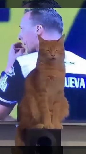 Животные приколы и не только😅