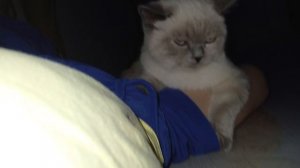 коты