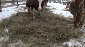 Знакомство с моим хозяйством : коровками , минифермой и мной .