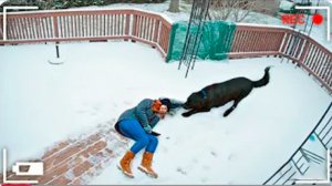 BRAIN TIME.  ЛУЧШИЕ ВИДЕО С ЖИВОТНЫМИ 2025, СНЯТЫЕ НА КАМЕРУ ВИДЕОНАБЛЮДЕНИЯ